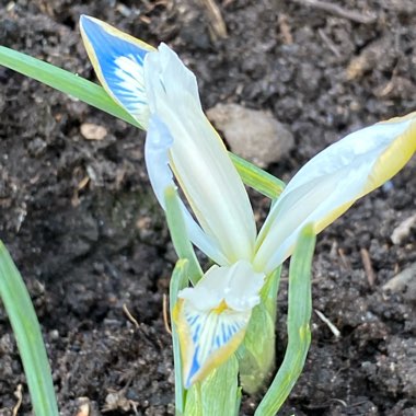 Iris 'Frozen Planet' syn. Iris reticulata 'Frozen Planet'