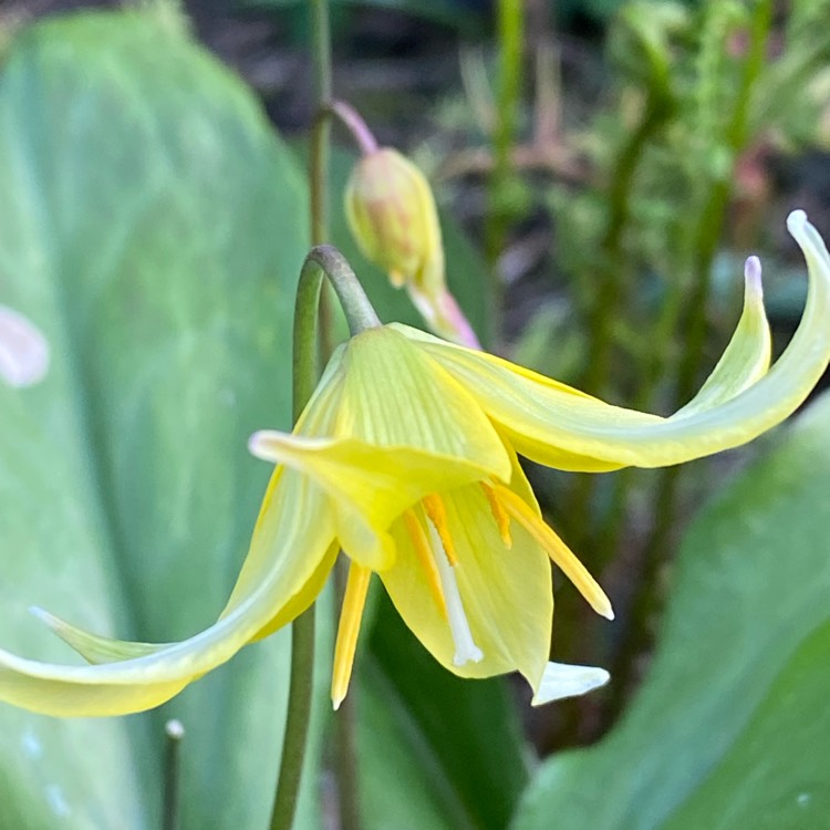 plant image 1658626