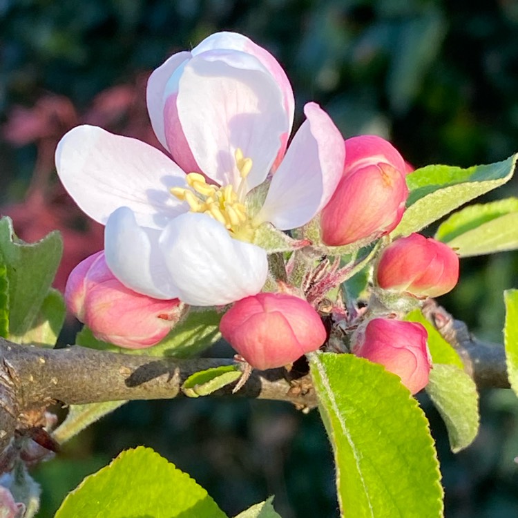 plant image 1660336
