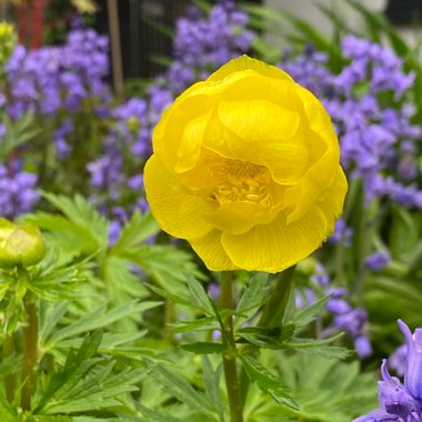 Trollius chinensis 'Golden Queen'