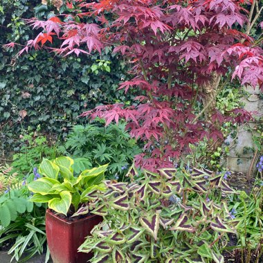 Persicaria microcephala 'Purple Fantasy'