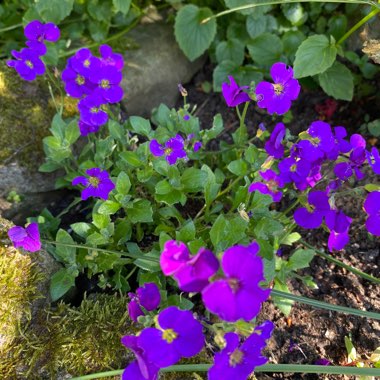 Aubretia