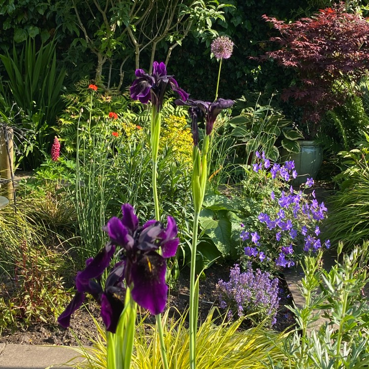 plant image 1670739 plant image 1670739