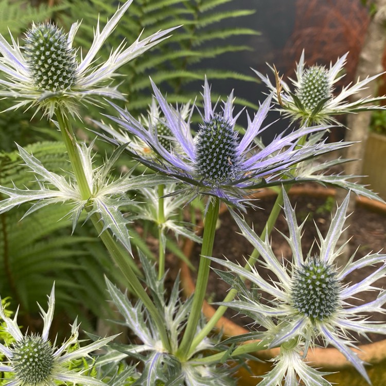 plant image 1674878 plant image 1674878