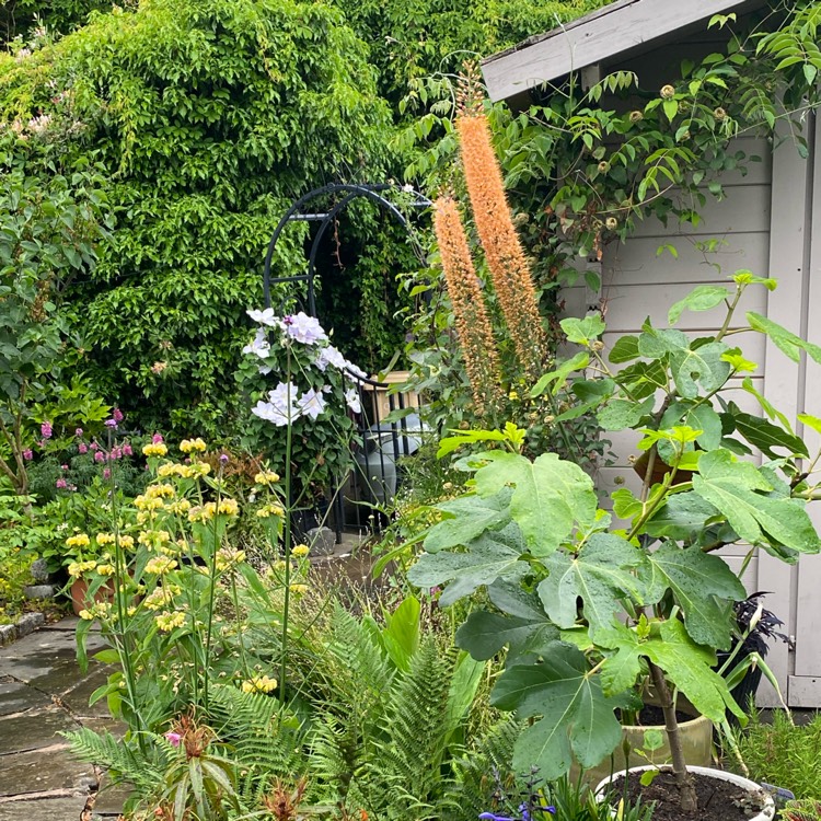 plant image 1674879