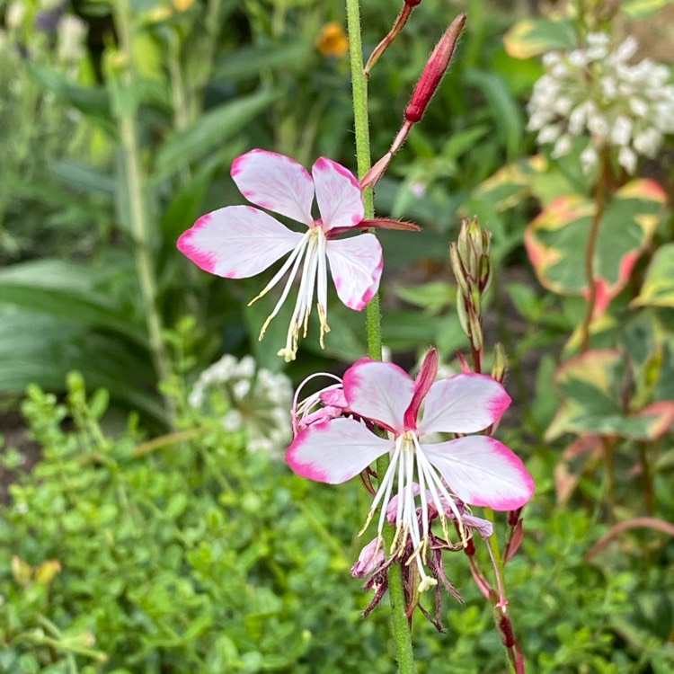 Plant image Oenothera lindheimeri 'Harrosy' syn. Oenothera lindheimeri 'RosyJane', Gaura lindheimeri 'RosyJane'