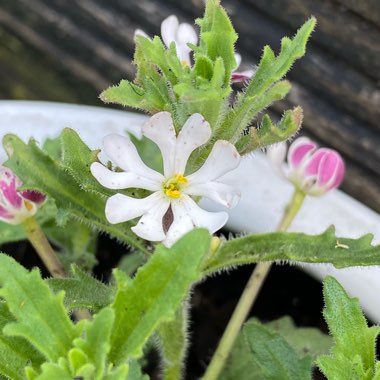 Zaluzianskya ovata 'Star Balsam'