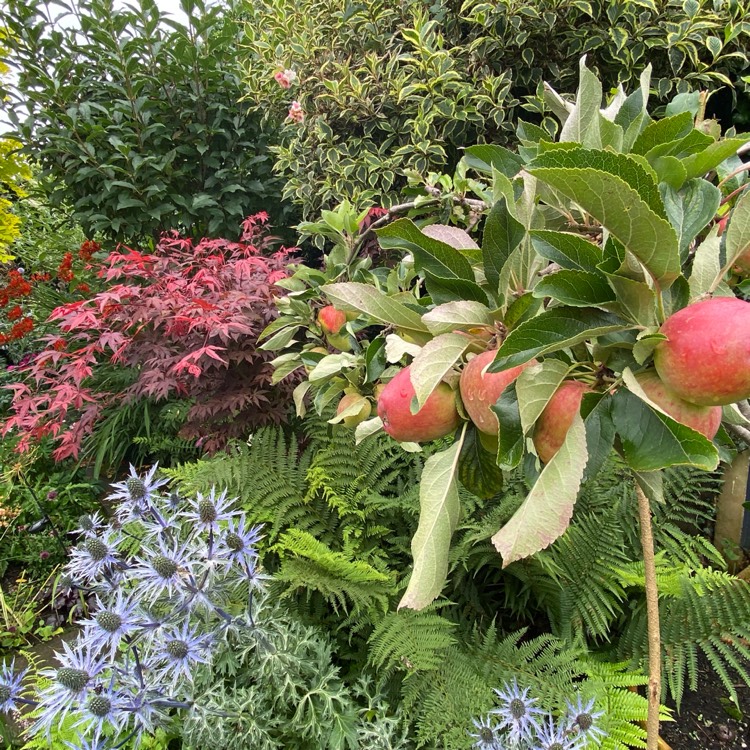 plant image 1681402