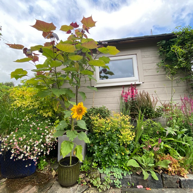 plant image 1681403 plant image 1681403