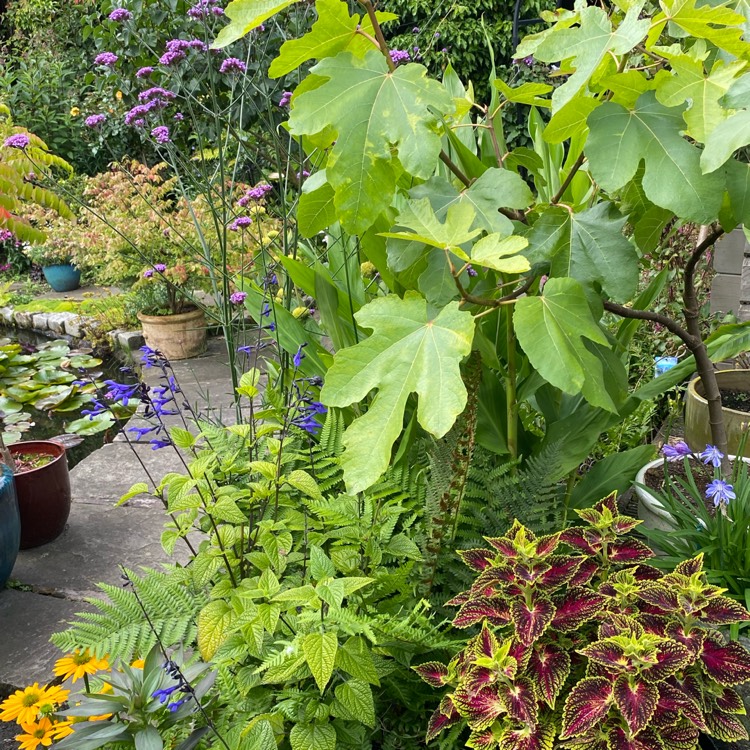 plant image 1681930