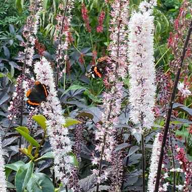 Actaea simplex 'Chocoholic' syn. Cimicifuga 'Chocoholic'