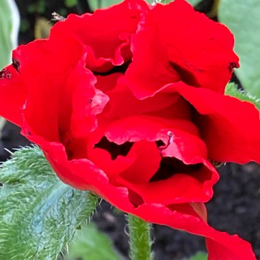 Karen's garden