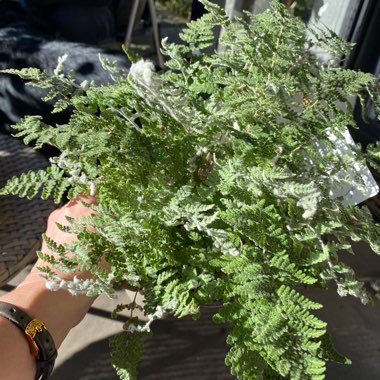 Fern
