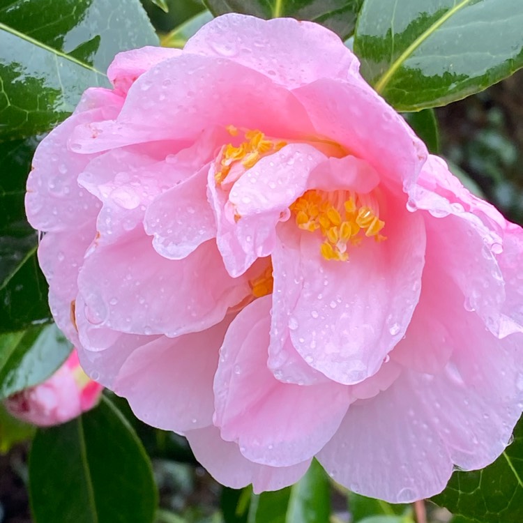 Plant image Camellia 'Ack-Scent'
