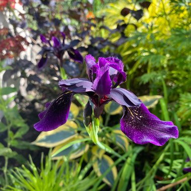 Iris chrysographes Black-Flowered syn. Iris chrysographes Black-form
