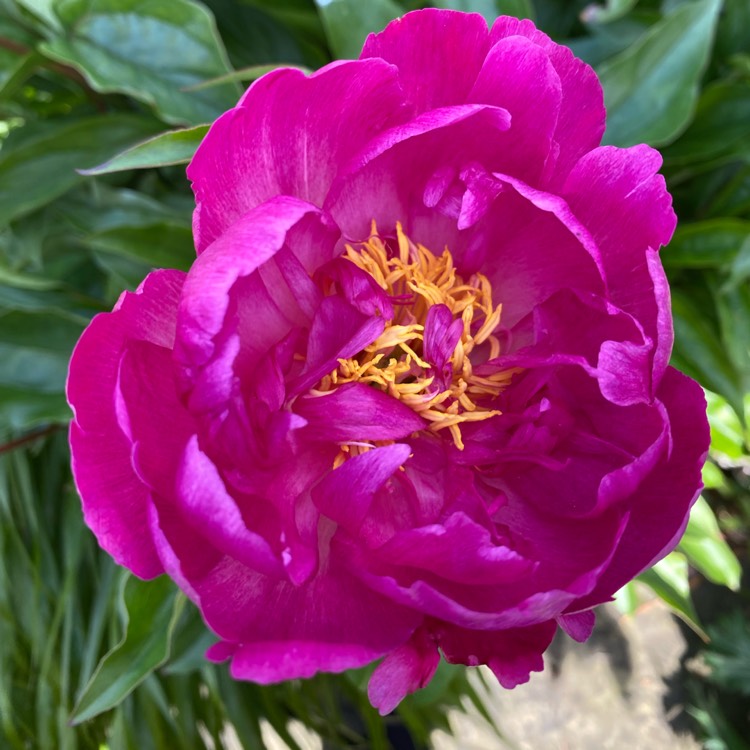 plant image 1714229