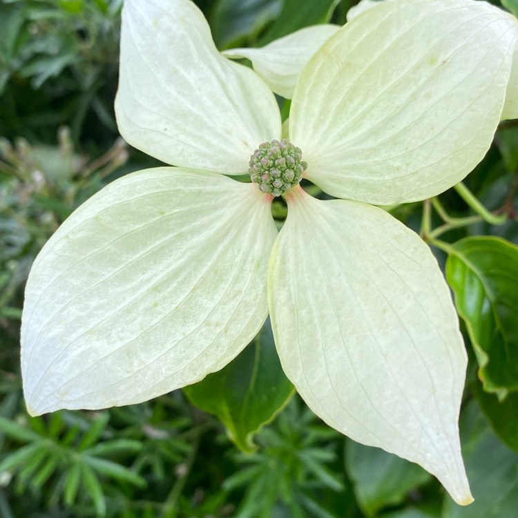 plant image 1714934