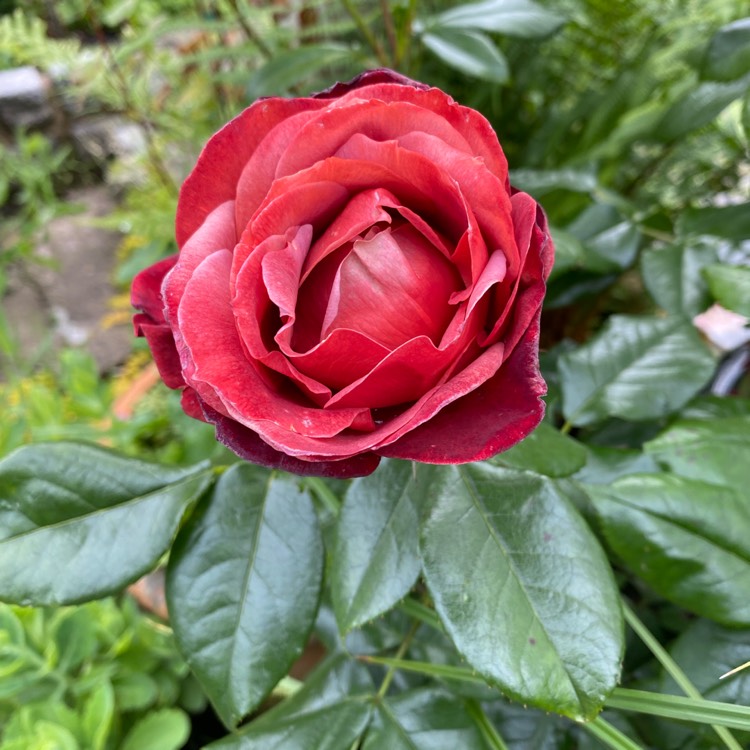 plant image 1714935