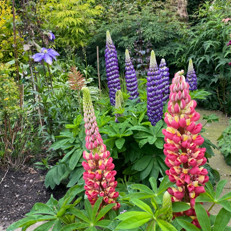 Plant image Lupinus 'Tequila Flame'