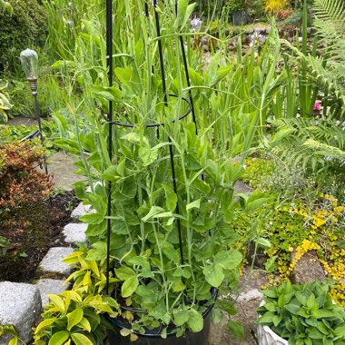 Lathyrus odoratus 'Winston Churchill'