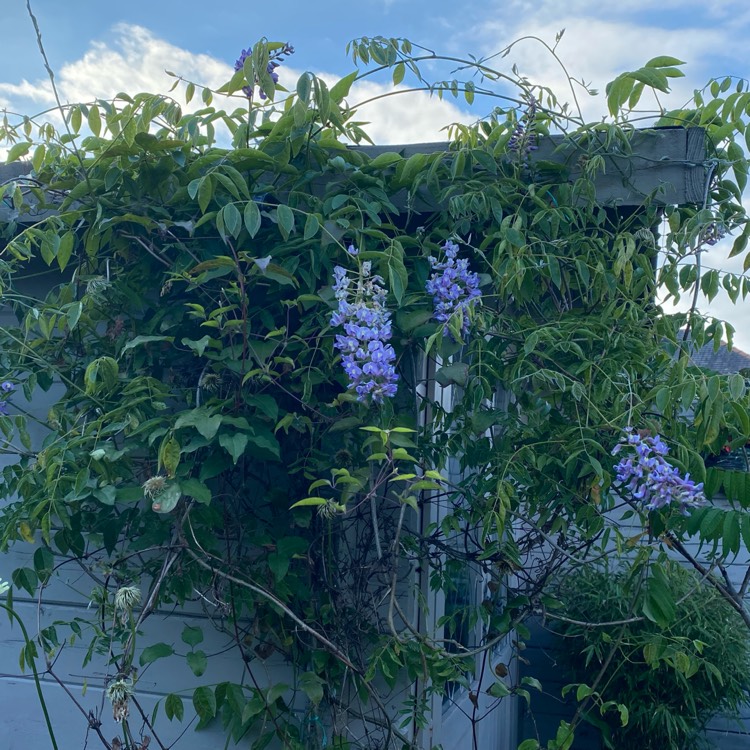 plant image 1716652