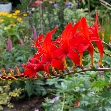 Crocosmia 'Lucifer'