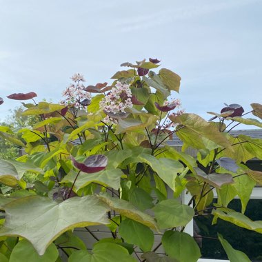 Catalpa x erubescens 'Purpurea'