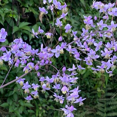 Thalictrum