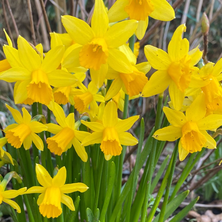 plant image 1731032 plant image 1731032