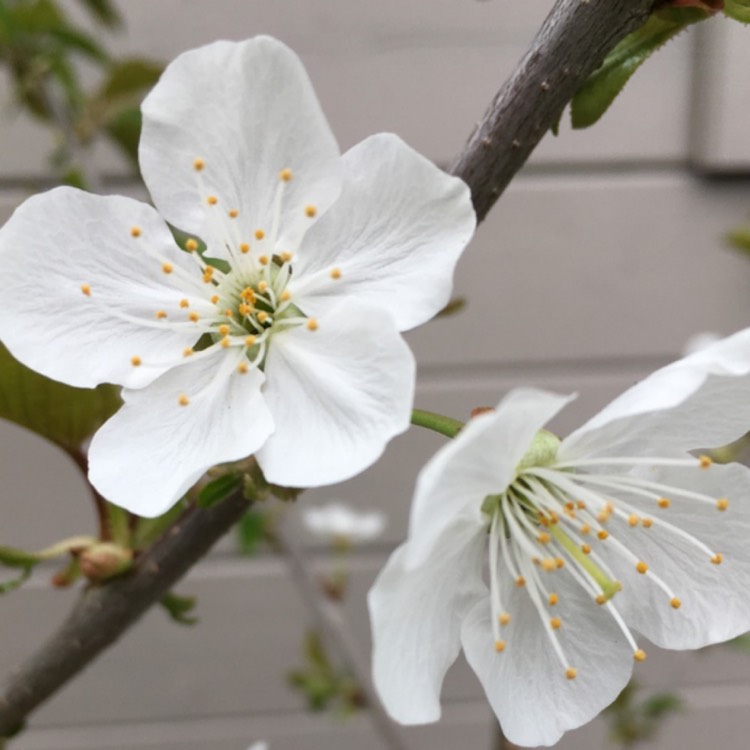 plant image 1731036