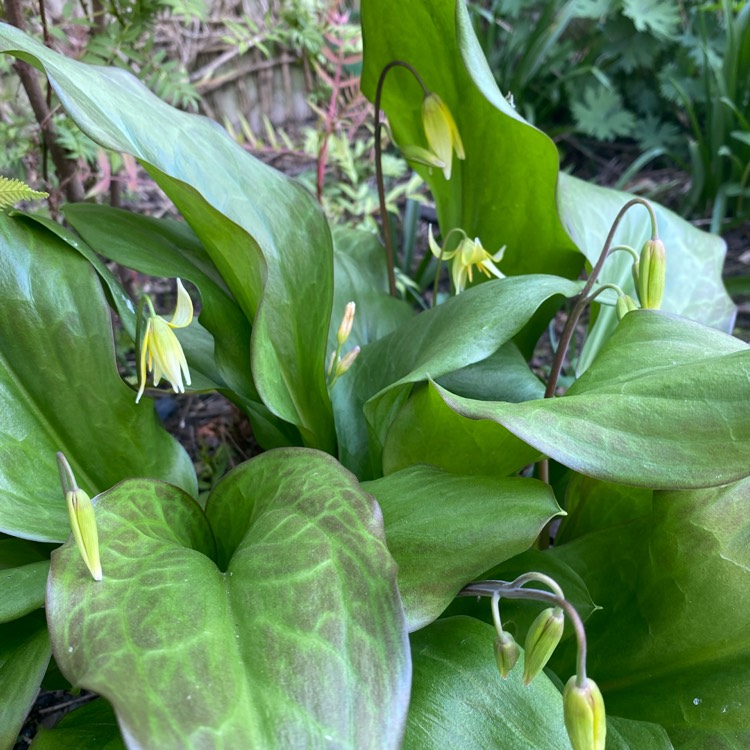 plant image 1732046