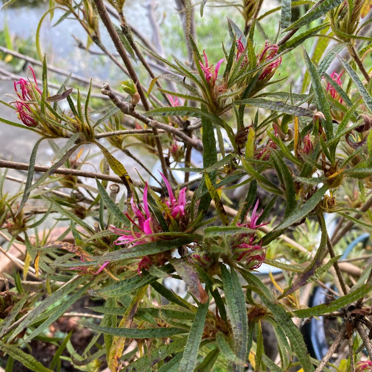 plant image 1732133
