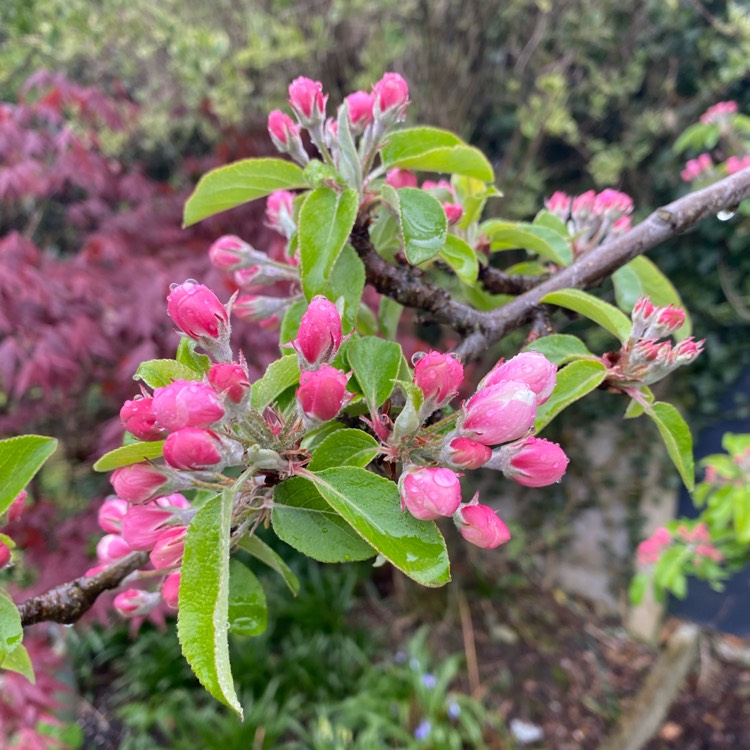plant image 1732565