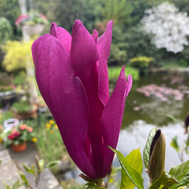 plant image 1732737 plant image 1732737