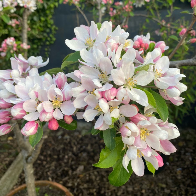 plant image 1733588