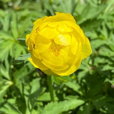 Globeflower 'Golden Queen'