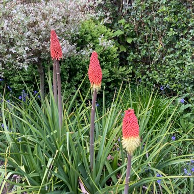 Red Hot Poker
