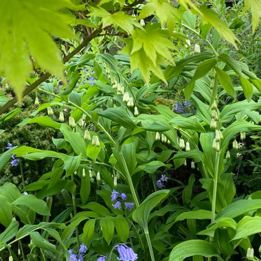 Smooth Solomon's Seal