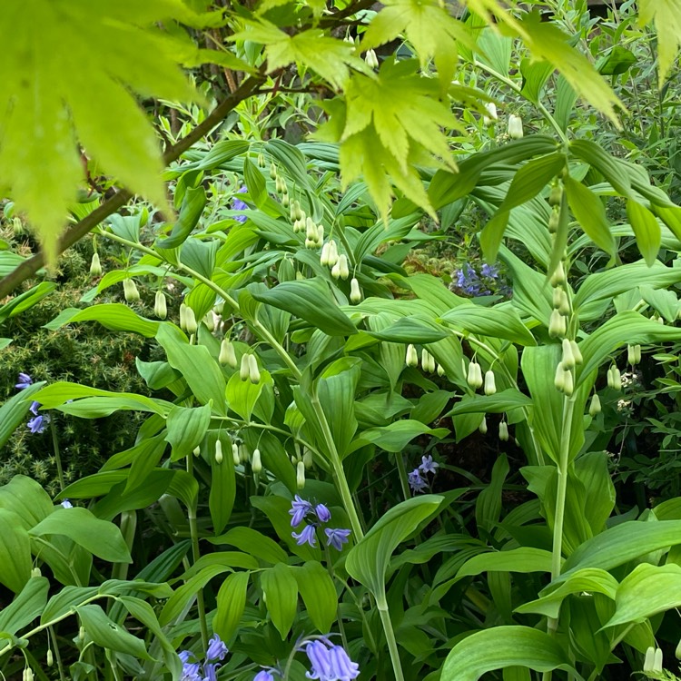 plant image 1734069
