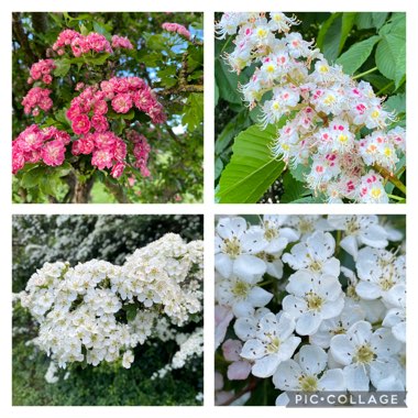 Karen's garden