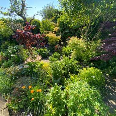 Karen's garden