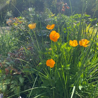 Icelandic Poppy 'Gartenzwerg Group'
