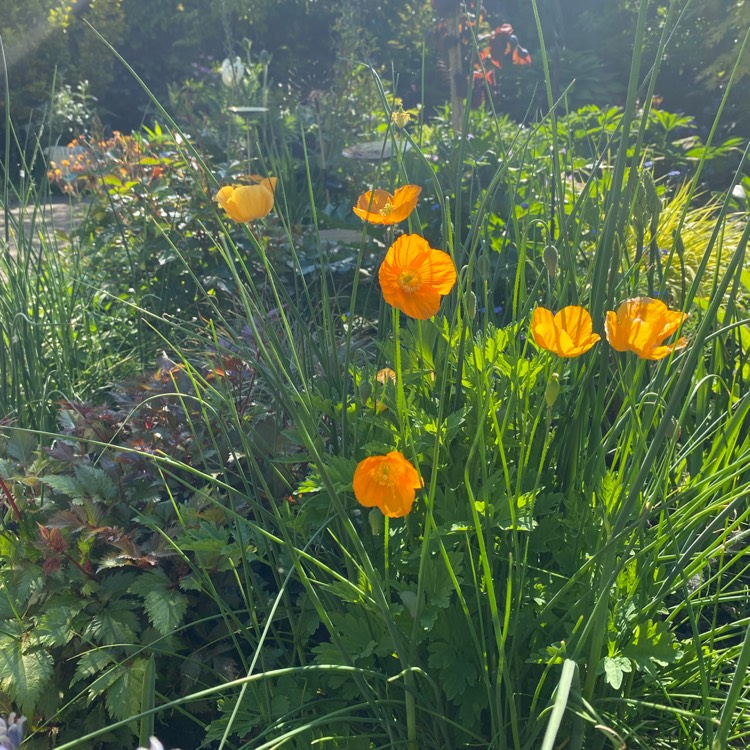 plant image 1734327