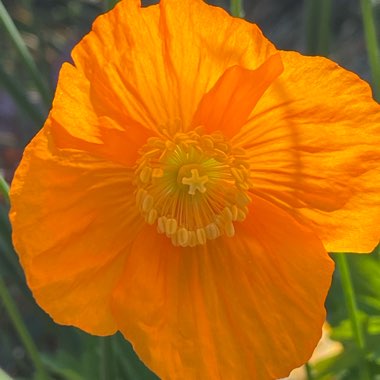 Icelandic Poppy 'Gartenzwerg Group'