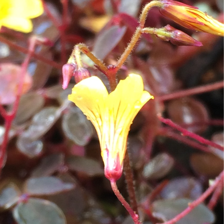 Plant image Oxalis corniculata