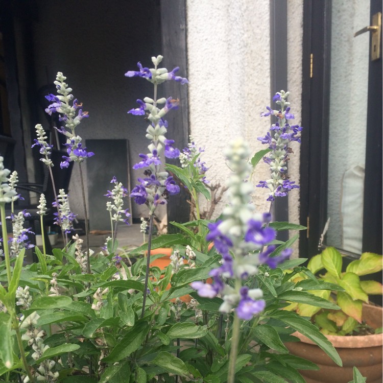 Plant image Salvia farinacea 'Strata'