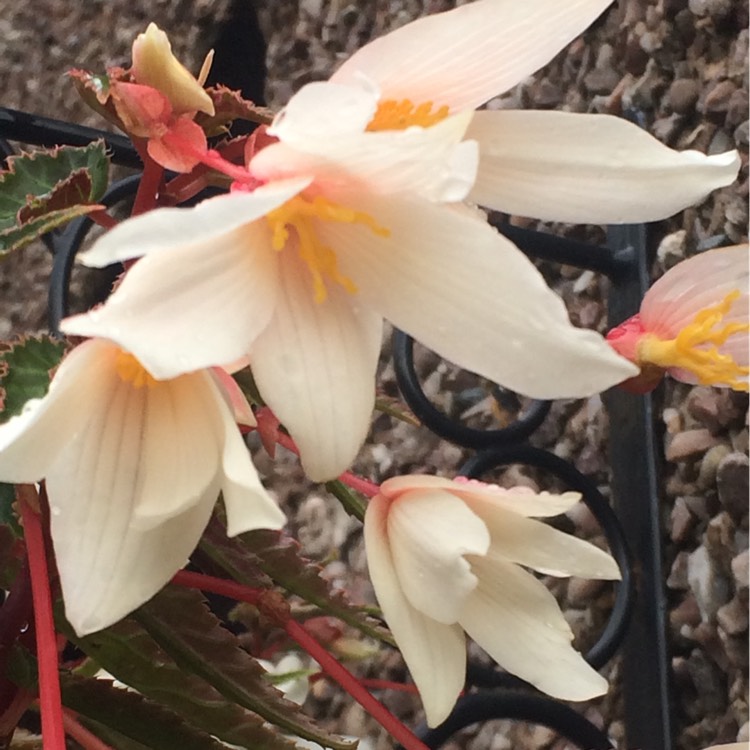 plant image 260412