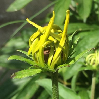 Rudbeckia fulgida var. sullivantii 'Little Goldstar'
