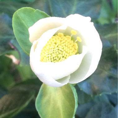 Helleborus niger 'Christmas Carol'