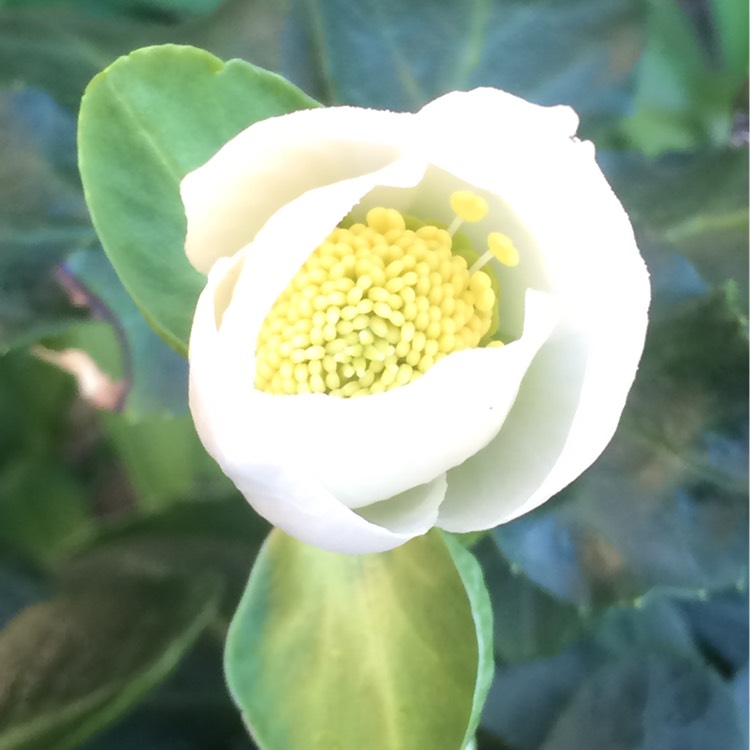 plant image 276122